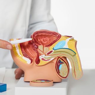 Allevia il fastidio prostatico